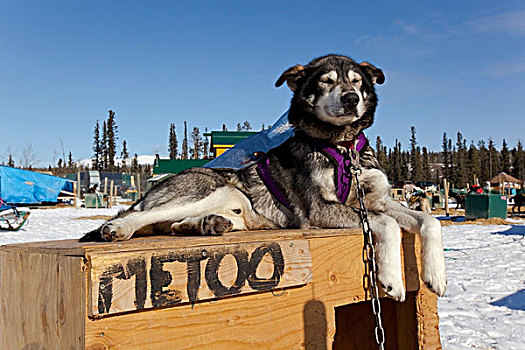 雪橇狗,马具,影象,铝,外套,休息,狗窝,阿拉斯加,哈士奇犬,育空地区,加拿大