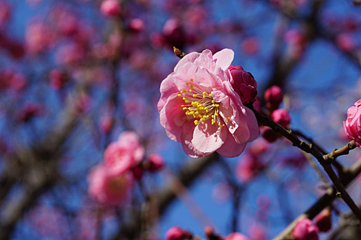 樱花树