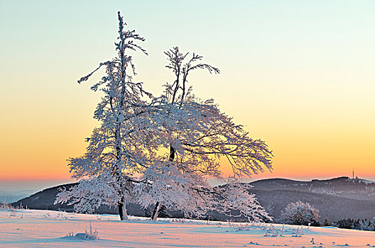 日出,冬季风景,树,雪,白霜,后面,北莱茵威斯特伐利亚,德国,欧洲