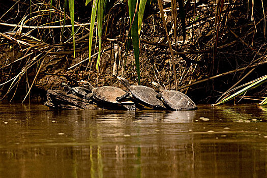 河,龟,玛努国家公园,秘鲁