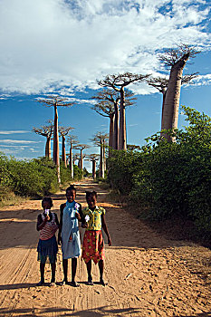猴面包树,马尔加什,女孩,拿着,荷花,道路,穆龙达瓦,马达加斯加