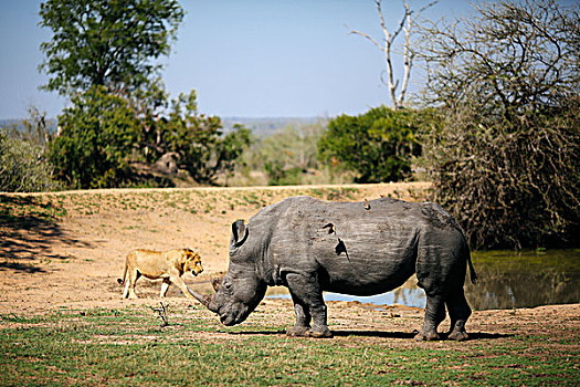 白犀牛,放牧,牛椋鸟,背影,幼兽,狮子,背景,沙子,禁猎区,南非