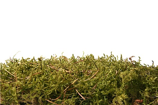 绿色,苔藓,隔绝,白色背景,背景