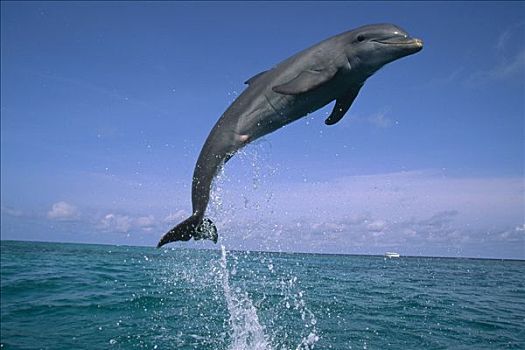 宽吻海豚,跳跃,洪都拉斯,中美洲