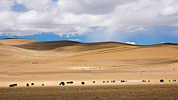 藏北秋季牧场