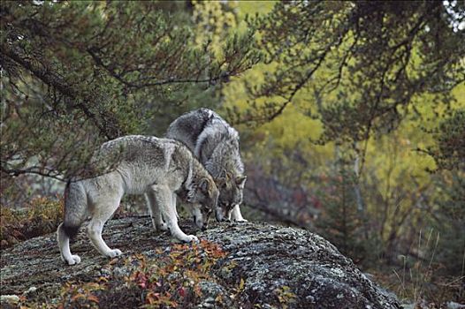 大灰狼,狼,一对,岩石上,树林,明尼苏达