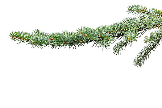 绿色,杉枝,圣诞节,隔绝,白色背景