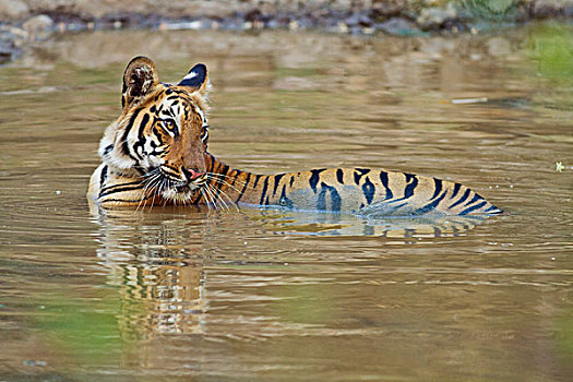 皇家,孟加拉虎,水坑,虎,自然保护区