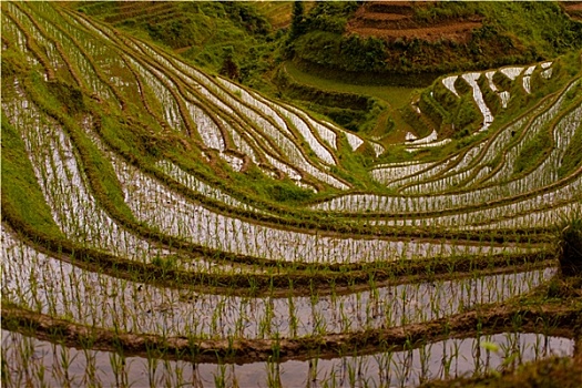 陡峭,洪水,稻米梯田