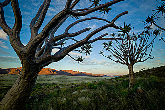 抖树,纳米比亚