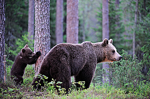 褐色,熊,雌性,小,幼兽,松柏科,树林,卡瑞里亚,东方,芬兰,欧洲