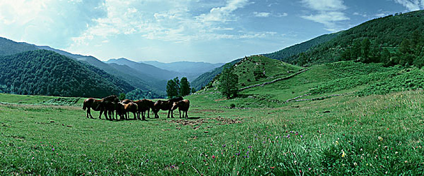 马,放牧,山地牧场,法国