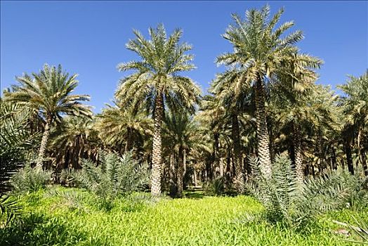 棕榈树,玉米田,绿洲,哈迦,加尔比,山峦,区域,阿曼苏丹国,阿拉伯,中东