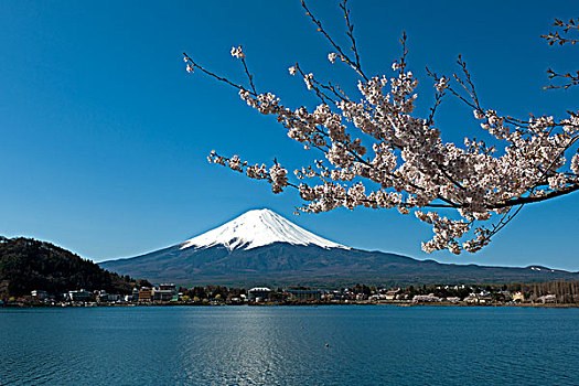 樱花,湖,山,富士山