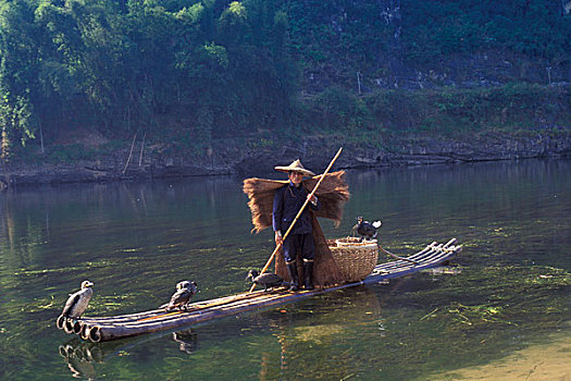 渔民,鸬鹚,竹子,筏子,漓江,广西