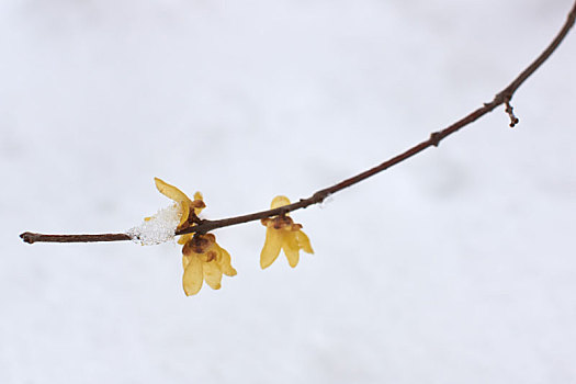 雪中腊梅