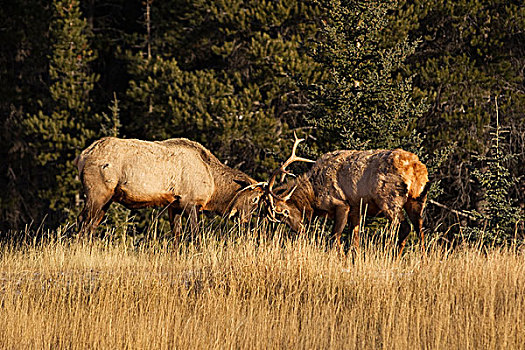 两个,公麋鹿,争斗,班芙国家公园,艾伯塔省,加拿大