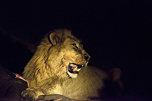 雄性,狮子,进食,夜晚,大幅,尺寸