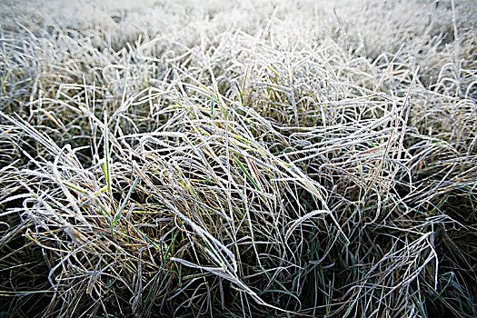 草,遮盖,霜,瑞典