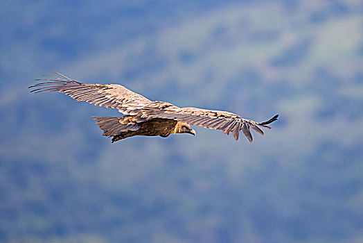 粗毛秃鹫,兀鹫,飞行,埃斯特雷马杜拉,西班牙,欧洲