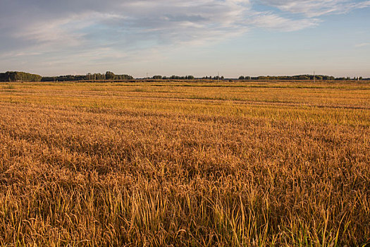 水稻种植基地