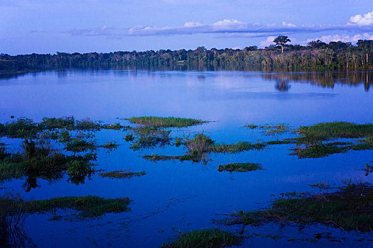 亚马逊河,雨林,蓝色,钟点
