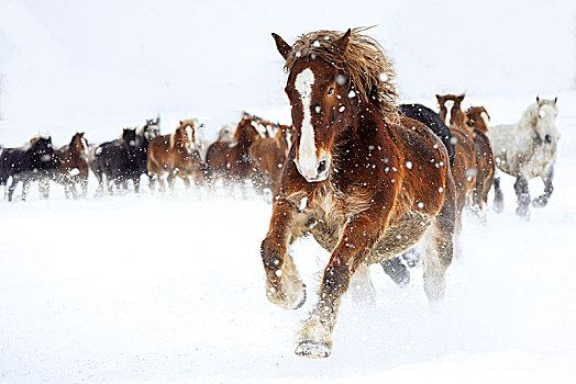 马,跑,雪中,地点