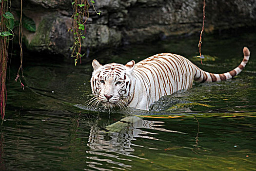白色,虎,成年,水中