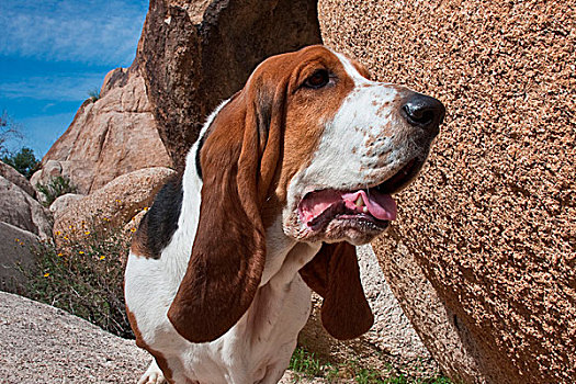 巴塞特猎犬,站立,石头,约书亚树国家公园,加利福尼亚