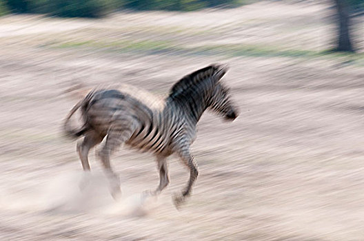 斑马,马,乔贝国家公园,博茨瓦纳