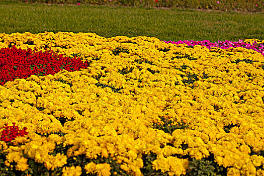 花坛中成片的黄色野菊花
