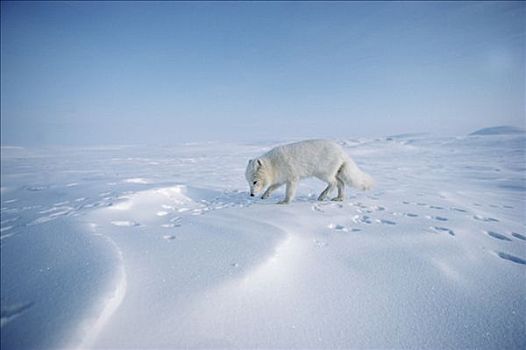 北极狐,宽阔,雪景,艾利斯摩尔岛,加拿大