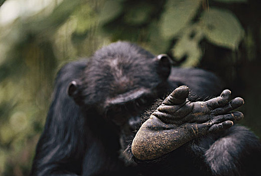坦桑尼亚,冈贝河国家公园,黑猩猩,脚,特写,大幅,尺寸