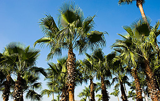 多,棕榈树,蓝天,背景