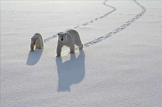 北极熊,冰原,丘吉尔市,曼尼托巴,加拿大