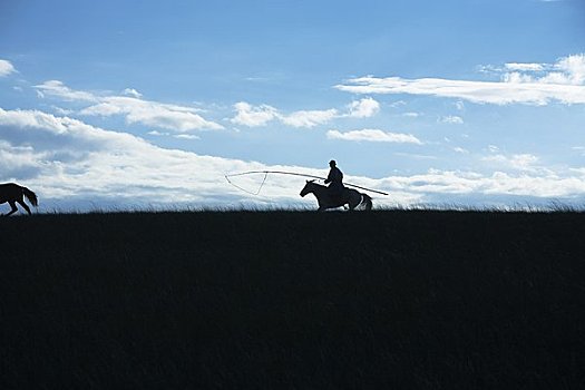 剪影,放牧,马,蒙古,中国