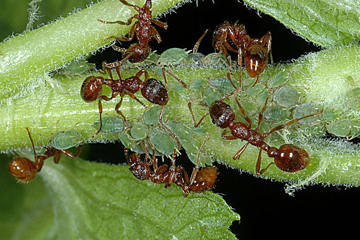 工蜂,蚂蚁,欧洲,叶子,蚜虫