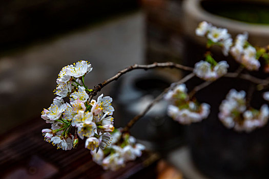 樱桃花