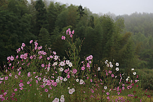 花,波斯菊