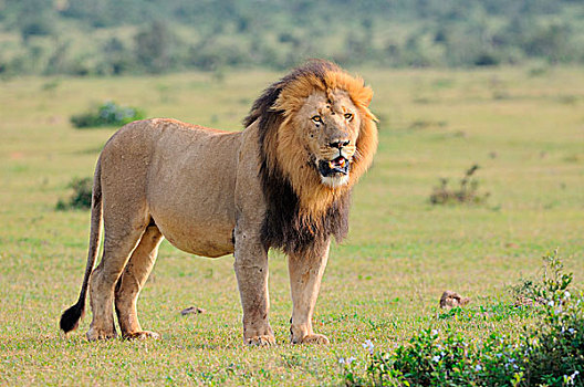 狮子,雄性,站立,草丛,阿多大象国家公园,东开普省,南非,非洲