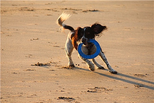 工作,输入,英国史宾格犬,宠物,猎犬,跑,沙滩
