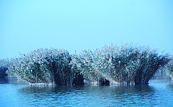 沙湖,湖,芦苇