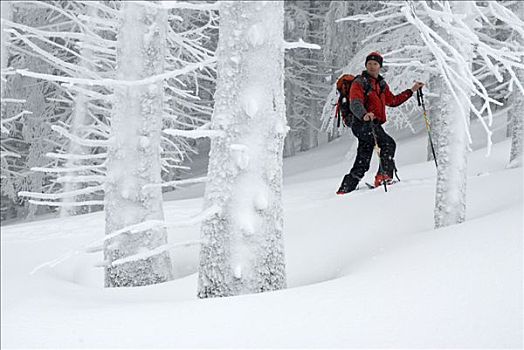 滑雪,远足者,国家公园,上奥地利州,奥地利