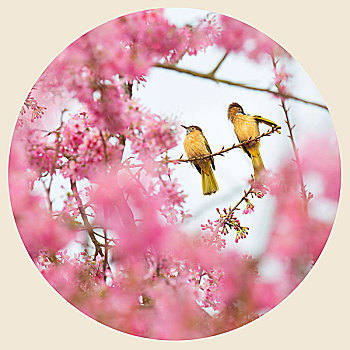 櫻花里的小鳥