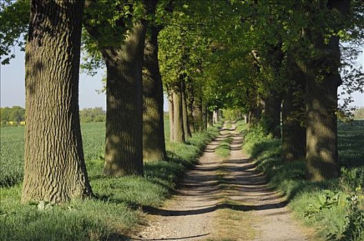 树林,乡间小路,梅克伦堡州,德国