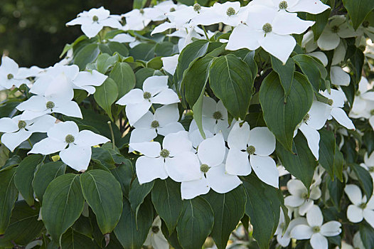 山茱萸,中国,花