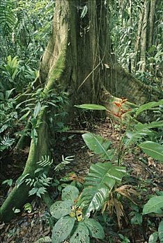 海里康属植物,雨林,哥斯达黎加
