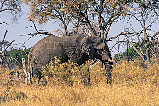 博茨瓦纳,奥卡万戈三角洲,大象,非洲象