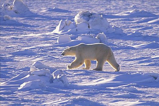 北极熊,走,冰,丘吉尔市,曼尼托巴,加拿大,冬天