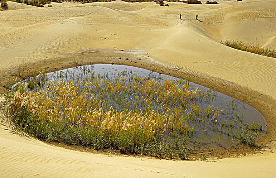沙漠公园景观